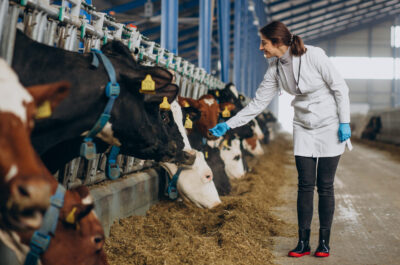 veterinary-lab-robe-standing-cowshed-scaled.jpg