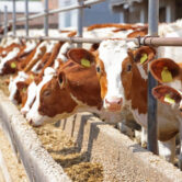 Dairy farm, simmental cattle, feeding cows on farm Dairy farm, simmental cattle, feeding cows on farm