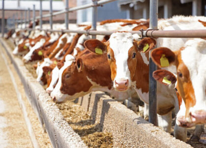 Dairy farm, simmental cattle, feeding cows on farm